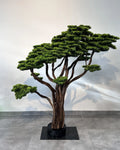 Yapay Bonsai Nagasaki merdivenin altına veya peyzaj
