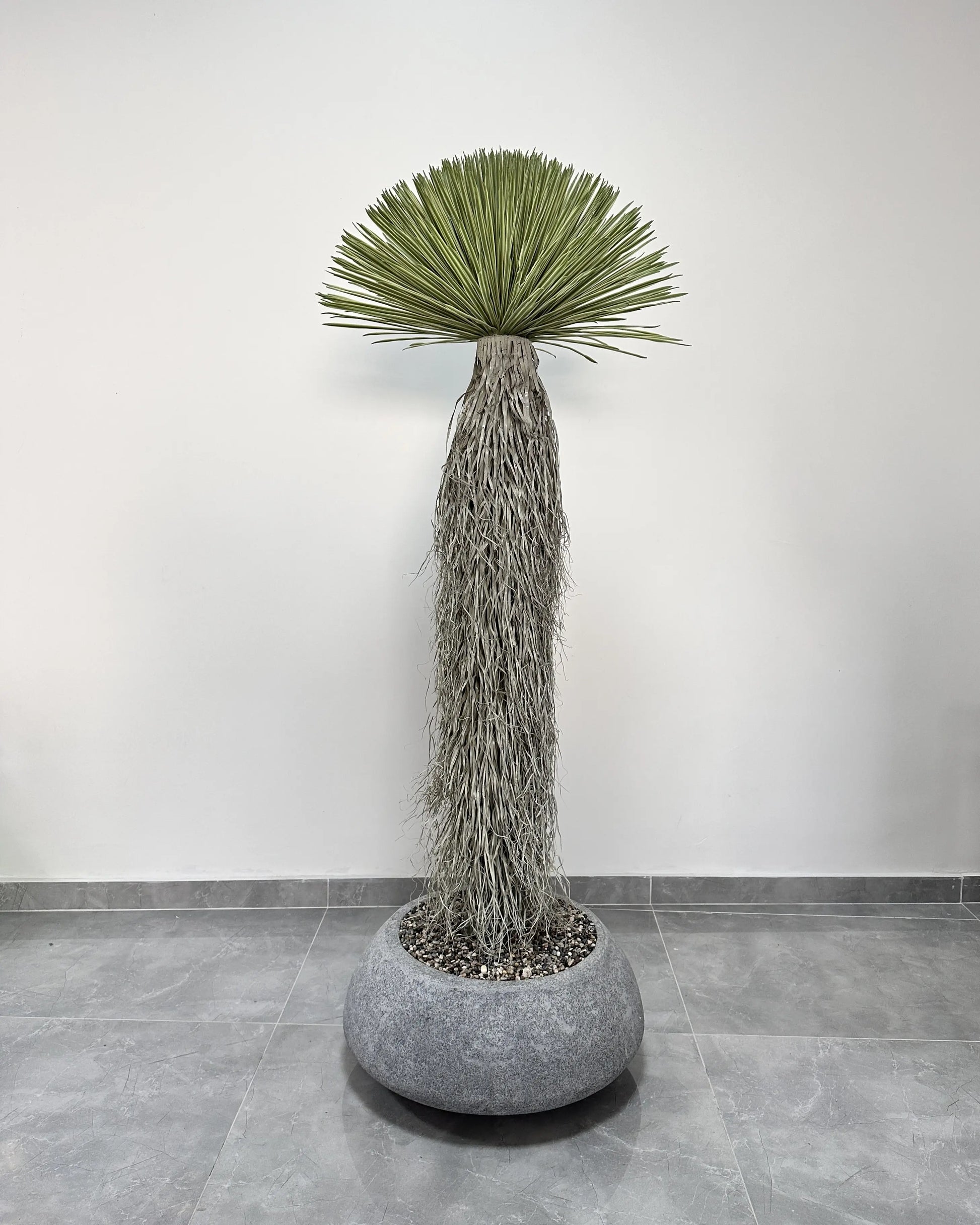 Yapay Bitki Yucca Rostrata beton saksı