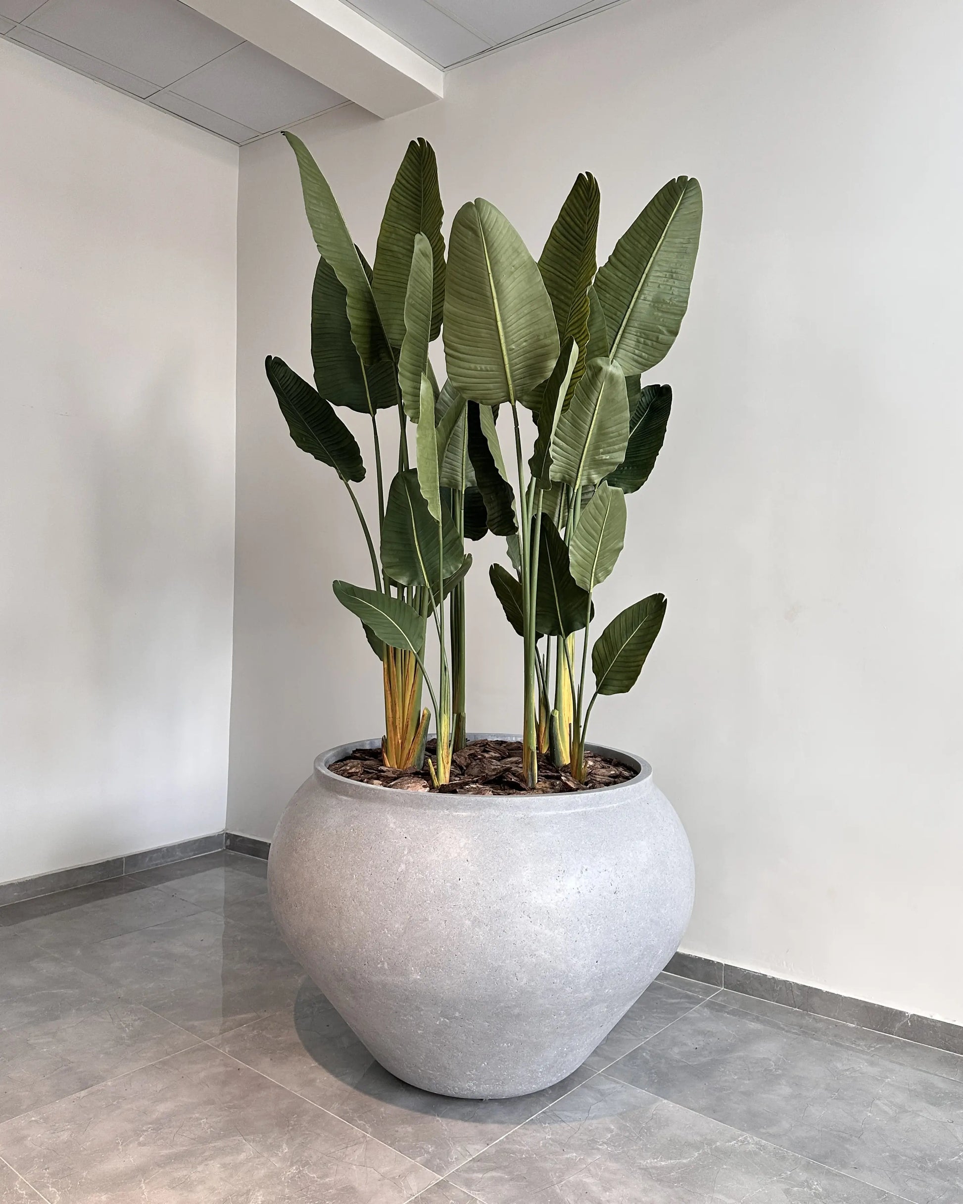 Yapay Bitki Starliçe Islak dev beton saksı