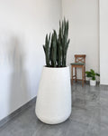 Yapay Sansevieria Paşa Kılıcı