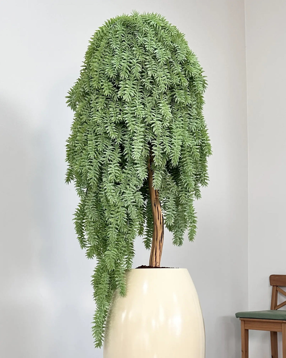Yapay Bonsai Araucariya