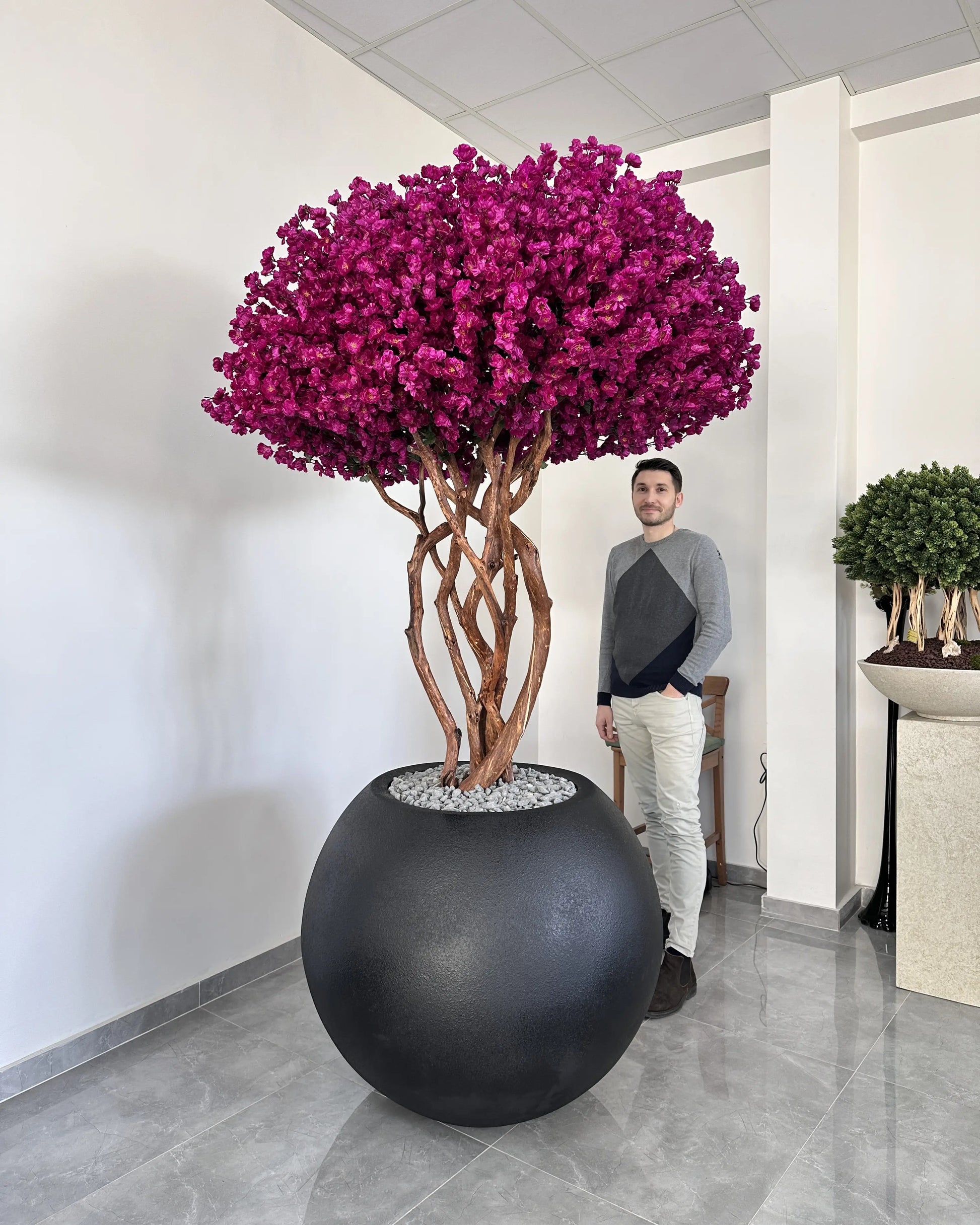 Sakura Bonsai Grande Purple