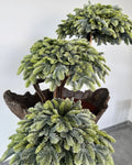 Sirius Cedar — Sculptural Bonsai Composition