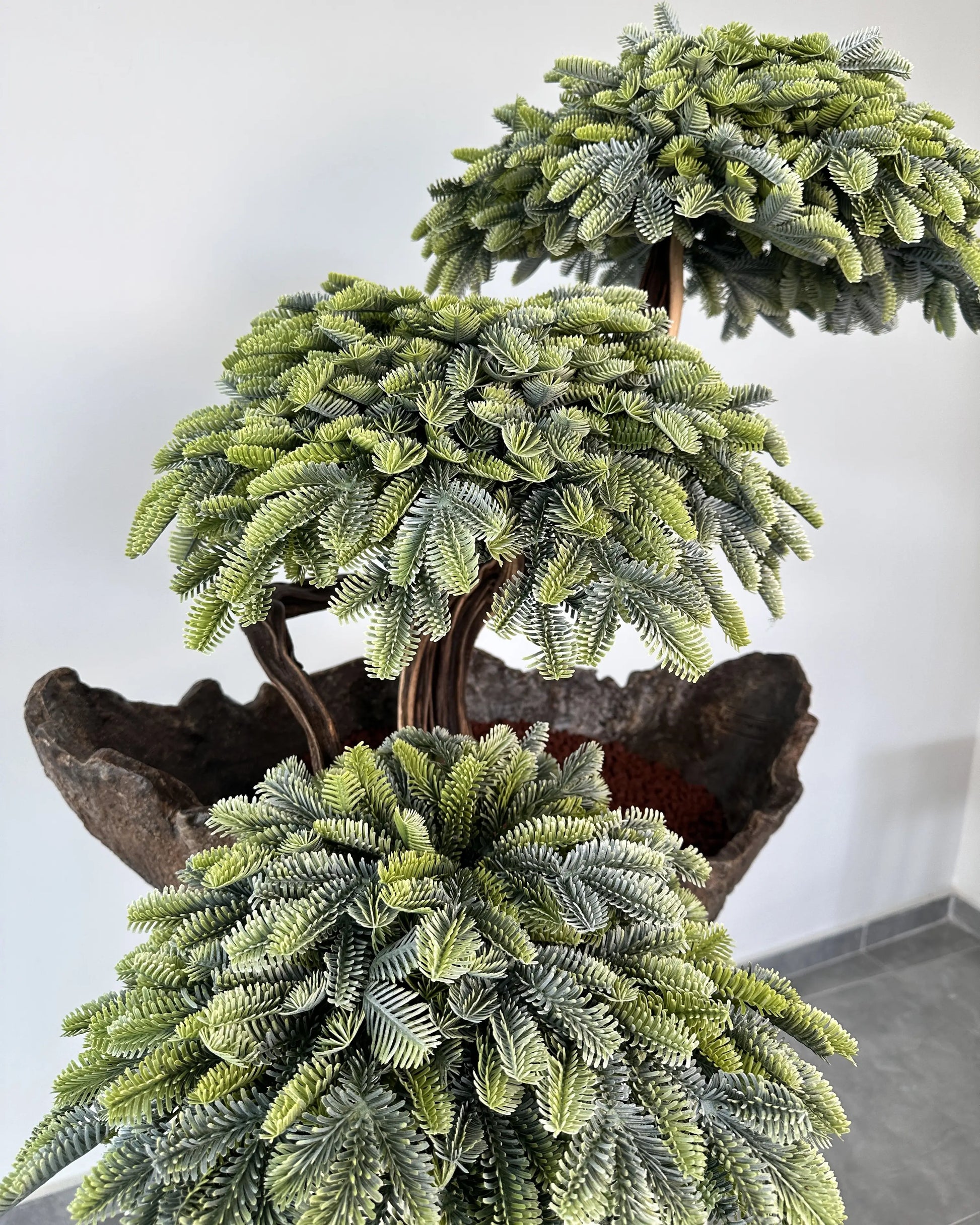 Sirius Cedar — Sculptural Bonsai Composition