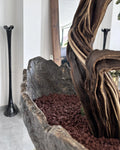 Sirius Cedar — Sculptural Bonsai Composition