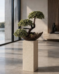 Sirius Cedar — Sculptural Bonsai Composition