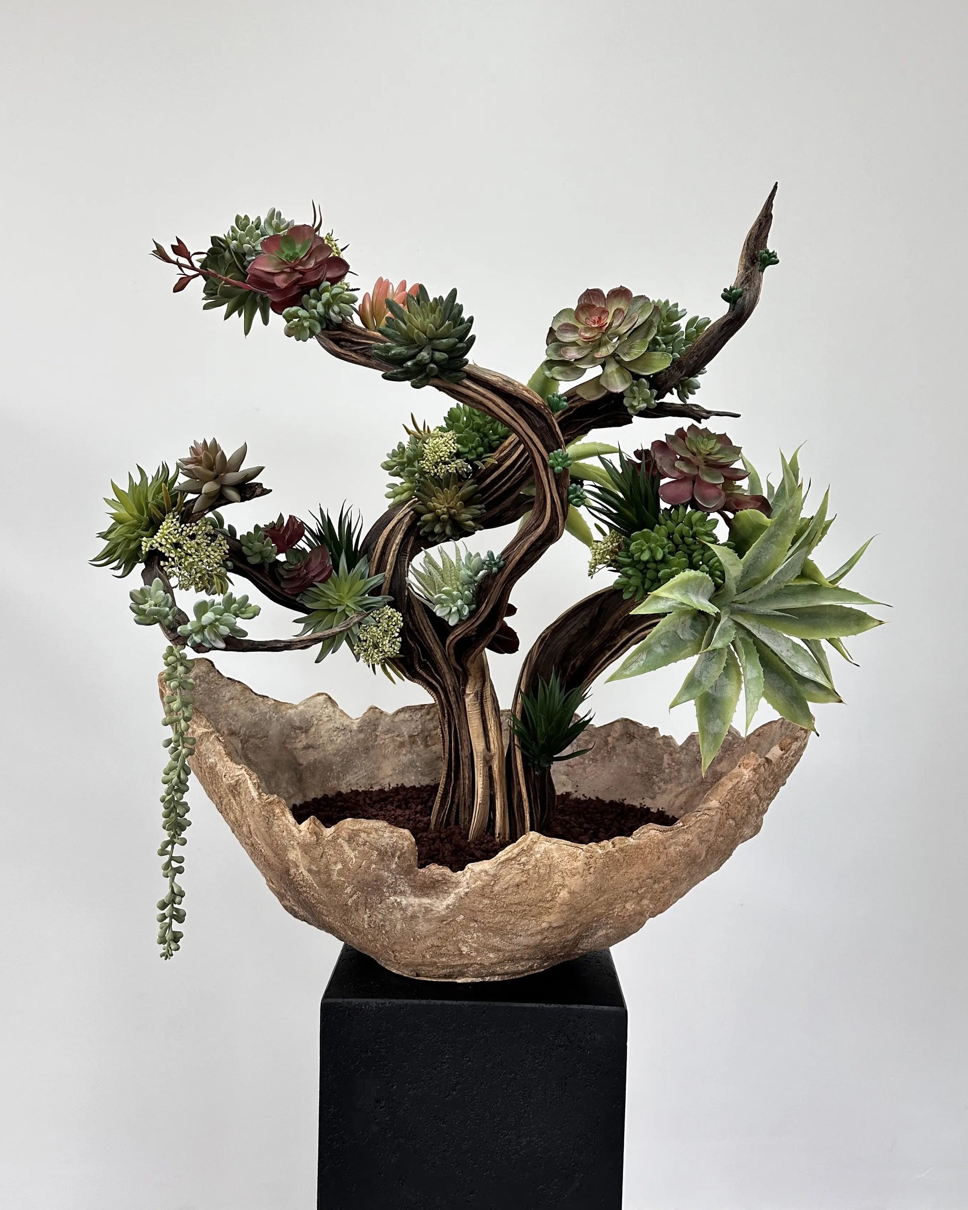 Zen Aman Succulent Arrangement — Lava Collection