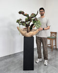 Zen Aman Succulent Arrangement — Lava Collection