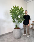 Yapay Bitki Aralia