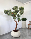 Yapay Bonsai Elbrus Sediri